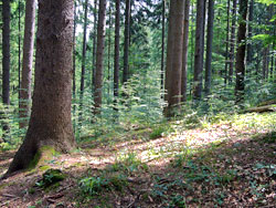 Waldst&uuml;ck