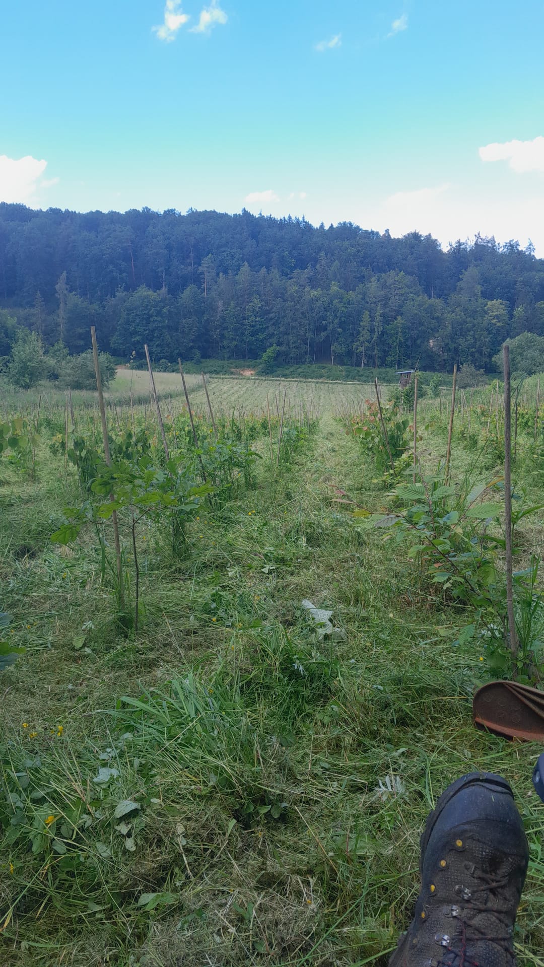 Waldbegründung Waldbegründung