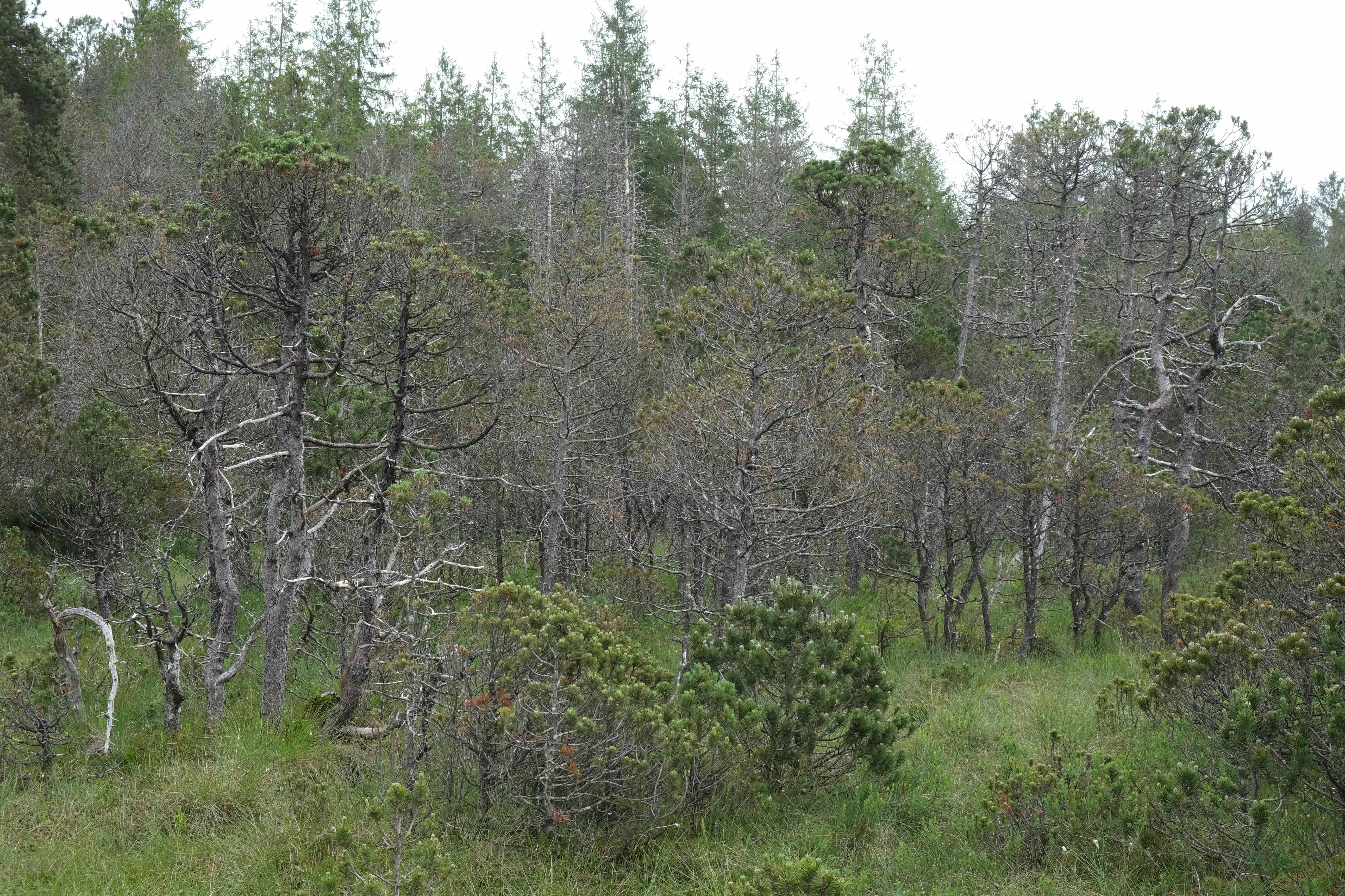 Verkahlende Spirken (Pinus mugo ssp. rotundata) im Hochmoor Wildsteig (© E. Pfeuffer)